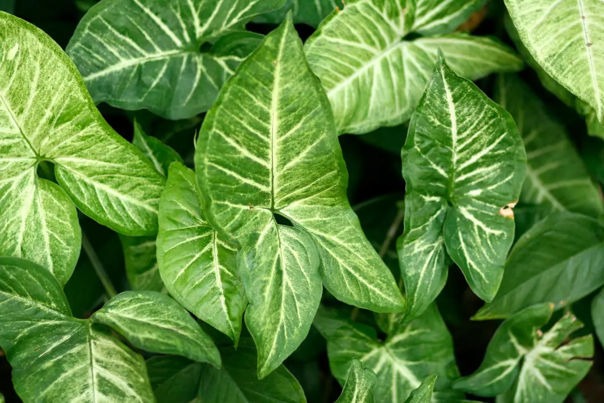 Sadnja biljaka 2.jpg